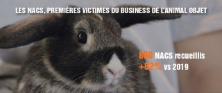 Illustration de l'article : La SPA dénonce un triste record d'abandons des animaux de compagnie pour l'été 2021 et demande de stopper "l'hémorragie"