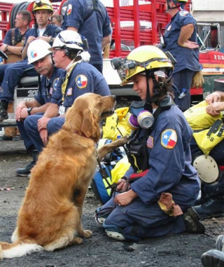 Illustration de l'article : Attentats du 11 septembre : la mémoire du dernier chien de recherche dans les décombres se perpétue 