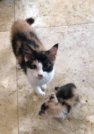 Illustration de l'article : Retrouvé seul dans une pépinière, ce chaton avec une patte blessée est déterminé à se remettre sur pied
