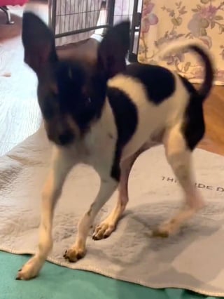 Illustration de l'article : Souffrant d'une déformation des pattes avant, un chiot subit une opération chirurgicale délicate et apprend à marcher