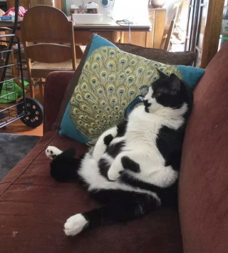 Illustration de l'article : Ces 17 photos démontrent que les chats sont des créatures à part !