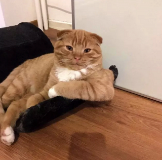 Illustration de l'article : Ces 17 photos démontrent que les chats sont des créatures à part !