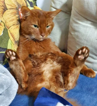 Illustration de l'article : Ces 17 photos démontrent que les chats sont des créatures à part !