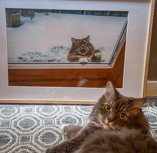 Illustration de l'article : 15 photos de chiens et de chats étranges et hilarantes