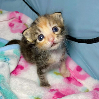 Illustration de l'article : La persévérance de ce chaton à 3 pattes retrouvé près d'une benne à ordures devient une source d'inspiration