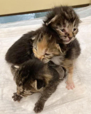 Illustration de l'article : La persévérance de ce chaton à 3 pattes retrouvé près d'une benne à ordures devient une source d'inspiration