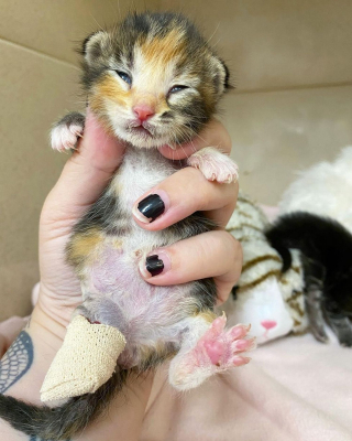 Illustration de l'article : La persévérance de ce chaton à 3 pattes retrouvé près d'une benne à ordures devient une source d'inspiration