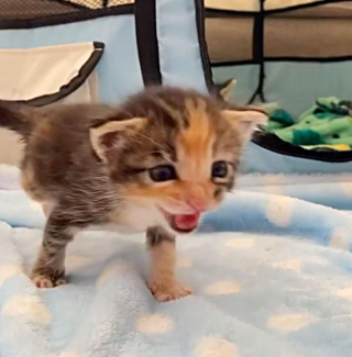 Illustration de l'article : La persévérance de ce chaton à 3 pattes retrouvé près d'une benne à ordures devient une source d'inspiration