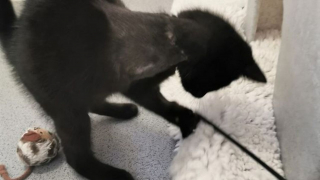 Illustration de l'article : Un chaton de 3 mois amputé d'une patte après un accident étonne par sa force de vivre