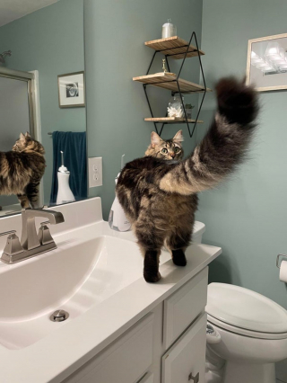 Illustration de l'article : 18 chats fiers de montrer leurs pattes et leur queue touffues