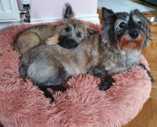 Illustration de l'article : 20 photos de Cairn Terrier, un petit chien joueur, vif et joyeux 