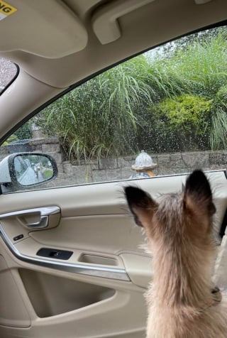 Illustration de l'article : 20 photos de Cairn Terrier, un petit chien joueur, vif et joyeux 