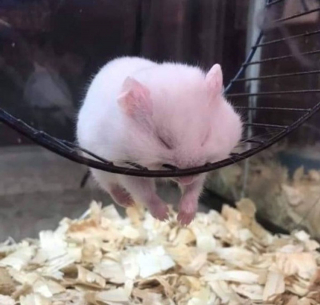 Illustration de l'article : Ces 18 animaux choisissent les endroits les plus inhabituels pour dormir