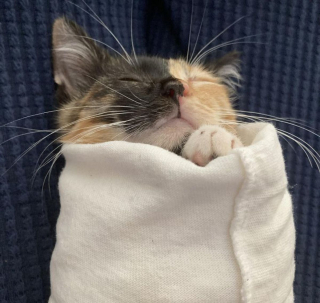 Illustration de l'article : Ces 18 animaux choisissent les endroits les plus inhabituels pour dormir