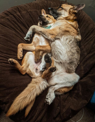 Illustration de l'article : 14 chats et chiens nous offrant une belle leçon d'amour
