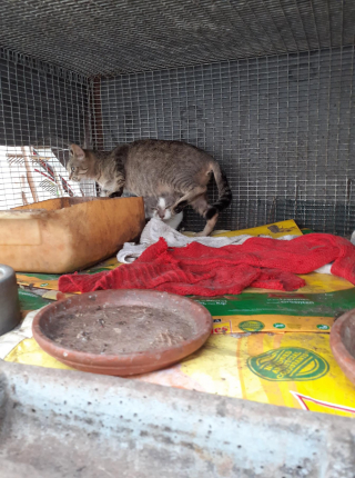 Illustration de l'article : La SPA met fin au calvaire de 9 chats enfermés dans des cages durant 7 ans. Une enquête est ouverte