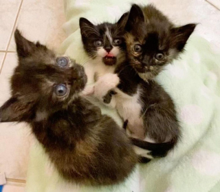 Illustration de l'article : Alerté par des miaulements désespérés, il découvre 3 chatons âgés d'un jour dans un sac en plastique et décide de les aider