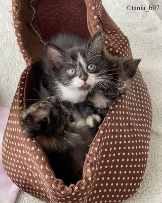Illustration de l'article : Alerté par des miaulements désespérés, il découvre 3 chatons âgés d'un jour dans un sac en plastique et décide de les aider