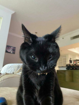 Illustration de l'article : 20 photos de chats souriant de toutes leurs dents !