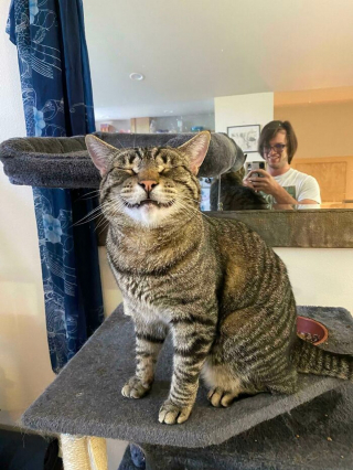 Illustration de l'article : 20 photos de chats souriant de toutes leurs dents !