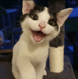 Illustration de l'article : 20 photos de chats souriant de toutes leurs dents !