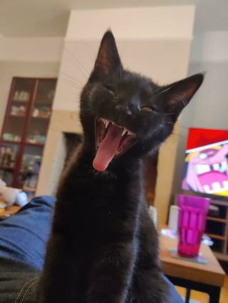 Illustration de l'article : 20 photos de chats souriant de toutes leurs dents !