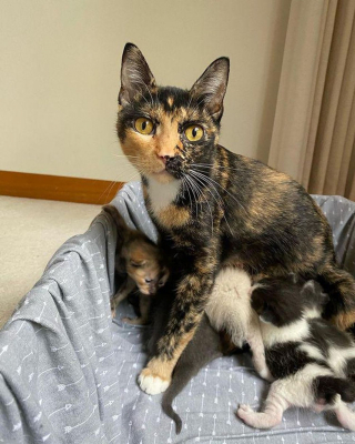 Illustration de l'article : Une chatte en gestation a vécu dehors toute sa vie avant de goûter à la chaleur d'un foyer grâce à une femme au grand coeur