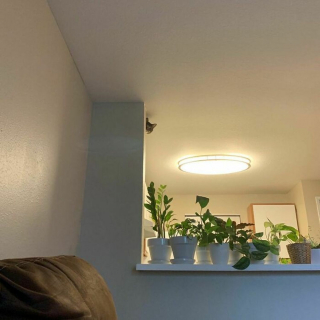 Illustration de l'article : Ces 20 agents secrets félins vous surveillent depuis votre plafond !