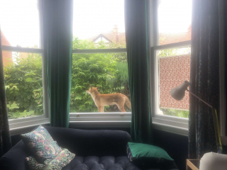 Illustration de l'article : Un chaton aperçoit un renard à travers la fenêtre et décide d'en faire son nouvel ami