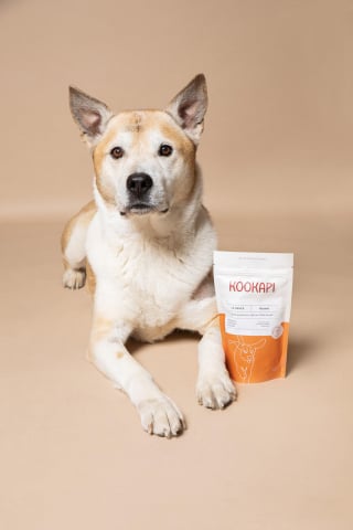 Illustration de l'article : Nouveau venu sur le marché des croquettes pour chien, Kookapi se démarque par son engagement au profit de la vie animale et de la planète