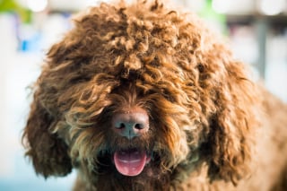 Illustration de l'article : 15 chiens portant fièrement de jolies mèches bouclées