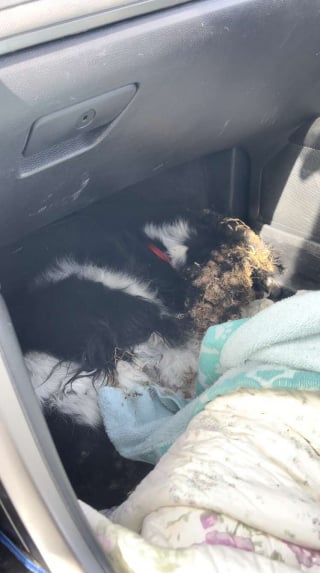 Illustration de l'article : Une toiletteuse décide d'intervenir lorsqu'elle voit la photo d'une chienne sourde et aveugle à la fourrure emmêlée (vidéo)