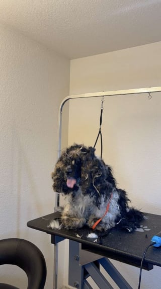 Illustration de l'article : Une toiletteuse décide d'intervenir lorsqu'elle voit la photo d'une chienne sourde et aveugle à la fourrure emmêlée (vidéo)