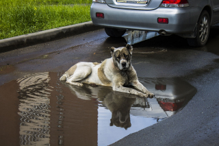 Illustration de l'article : 6 conseils pour réussir les balades sous la pluie avec son chien