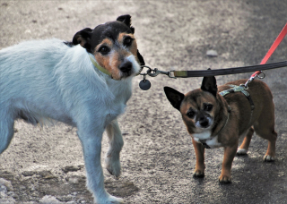 Illustration de l'article : 6 conseils pour réussir les balades sous la pluie avec son chien