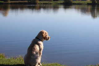 Illustration de l'article : Une sexagénaire risque sa vie dans un lac gelé pour sauver son chien de la noyade