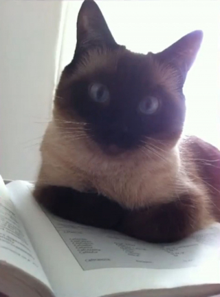 Illustration de l'article : Après avoir perdu espoir, son chat disparu il y a 5 ans fait sa réapparition