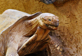 Illustration de l'article : 8 faits intéressants concernant les tortues terrestres