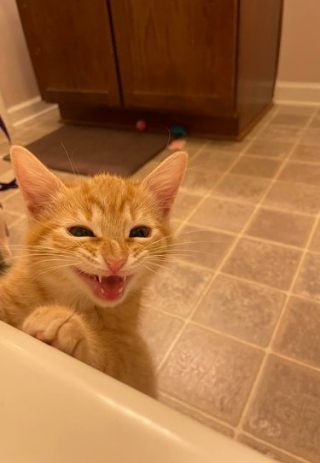 Illustration de l'article : 16 photos d'animaux qui amélioreront votre humeur en moins d'une minute !