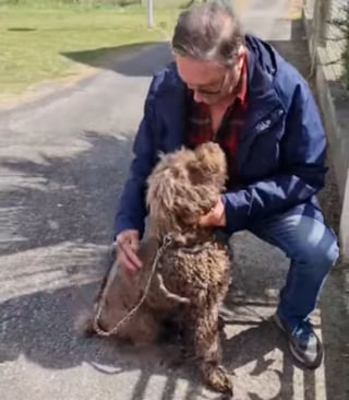 Illustration de l'article : La fugue d'un chien agite les réseaux sociaux jusqu'à son dénouement à 140 km du domicile