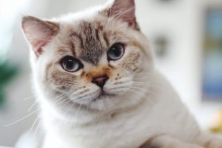 Illustration de l'article : 10 races de chats qui perdent peu leurs poils