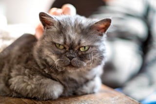 Illustration de l'article : 10 races de chats qui perdent peu leurs poils
