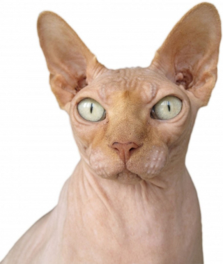 Illustration de l'article : 10 races de chats qui perdent peu leurs poils