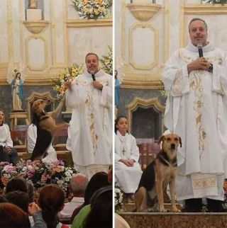 Illustration de l'article : Chaque dimanche, ce prêtre présente des chiens errants à ses fidèles pour une éventuelle adoption 