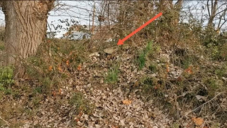 Illustration de l'article : Ce chien rachitique et malade attendait la mort dans un tas de feuilles, jusqu'à l'arrivée d'une sauveteuse (vidéo)