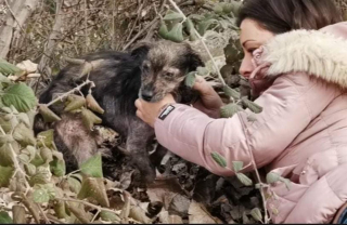 Illustration de l'article : Ce chien rachitique et malade attendait la mort dans un tas de feuilles, jusqu'à l'arrivée d'une sauveteuse (vidéo)