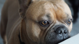 Illustration de l'article : Chocolats de Pâques : les vétérinaires lancent un appel aux propriétaires de chiens et redoutent l'augmentation des cas d'urgence