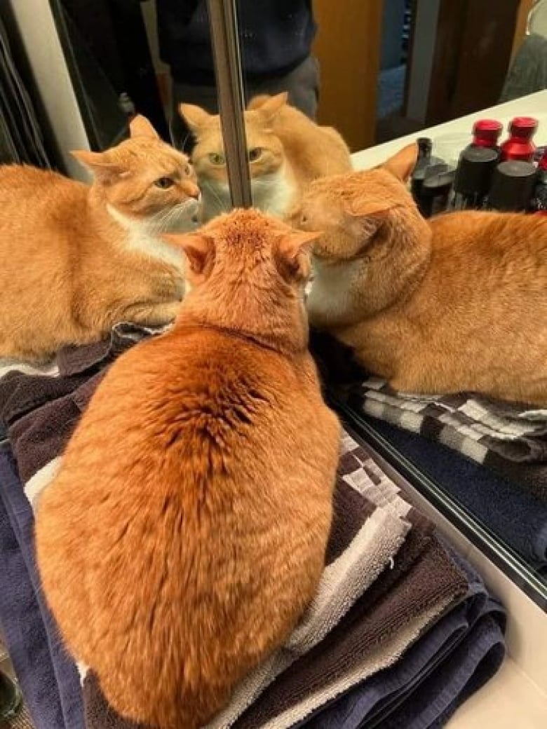 https://www.woopets.fr/assets/ckeditor/2022/apr/actualities/13648/xl/xx-photos-refletant-la-joie-de-vivre-avec-des-chiens-et-des-chats-1776a3e00.jpeg