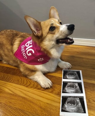Illustration de l'article : 11 photos d'animaux qui devraient vous faire passer par toutes les émotions