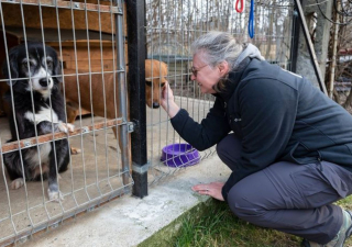 Illustration de l'article : A la frontière polonaise, un important dispositif d'aide pour les réfugiés et leurs animaux s'est mis en place